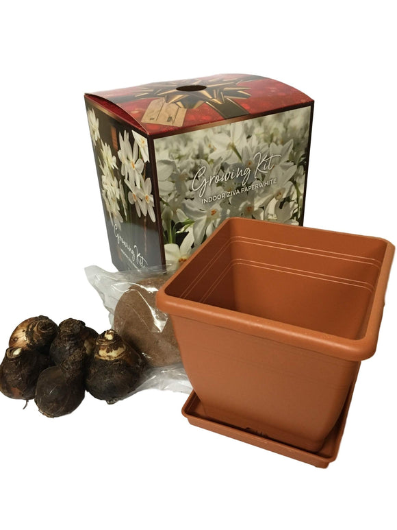 Daylily Nursery Quaint Paperwhite Holiday Gift Growing Kit, Includes 5 Paperwhite Bulbs, a plastic pot & saucer, Professional Growing Medium