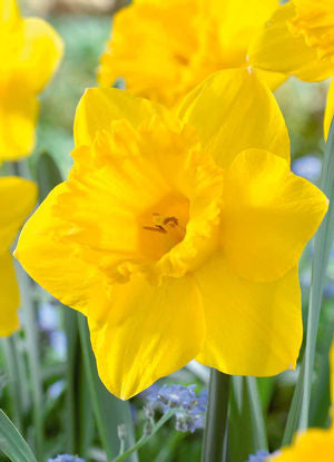 Netherland Bulb Company Daffodil Narcissus Trumpet 'Dutch Master'