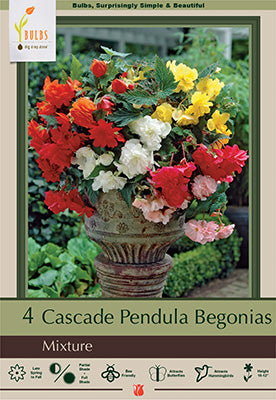 Netherland Bulb Company Begonia Cascade Pendula 'Mixture'