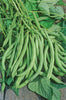 BUSH BEAN MOUNTAINEER HALF RUNNER (1 LB (EACH))