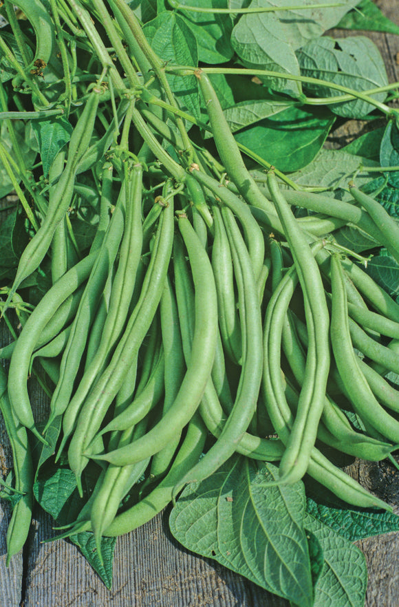 BUSH BEAN MOUNTAINEER HALF RUNNER (1 LB (EACH))