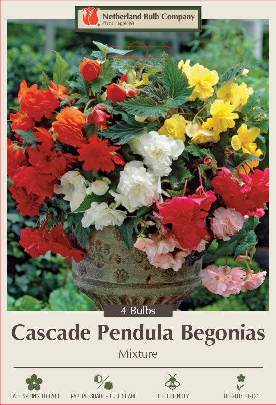 Netherland Bulb Company Begonia Cascade Pendula 'Mixture' (4 Bulbs)