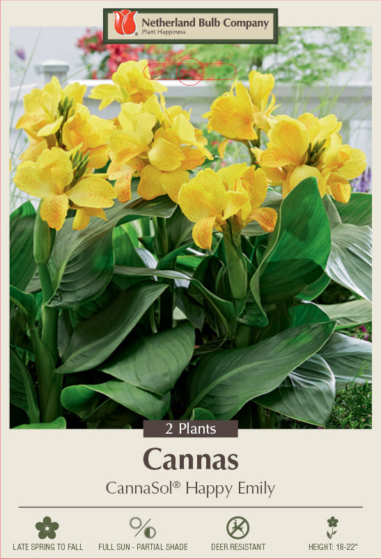 Netherland Bulb Company Canna Lily 'CannaSol® Happy Emily' (2 Plants)