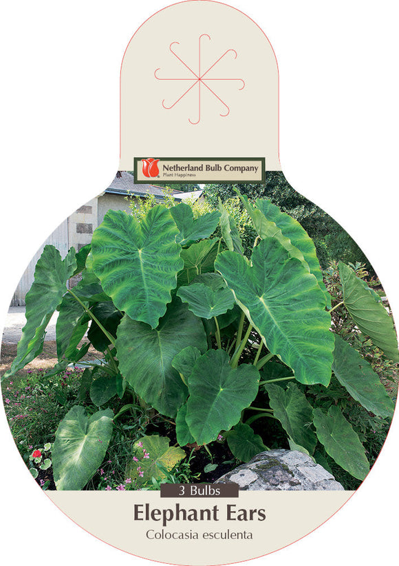 Netherland Bulb Company Elephant Ears - Colocasia Esculenta