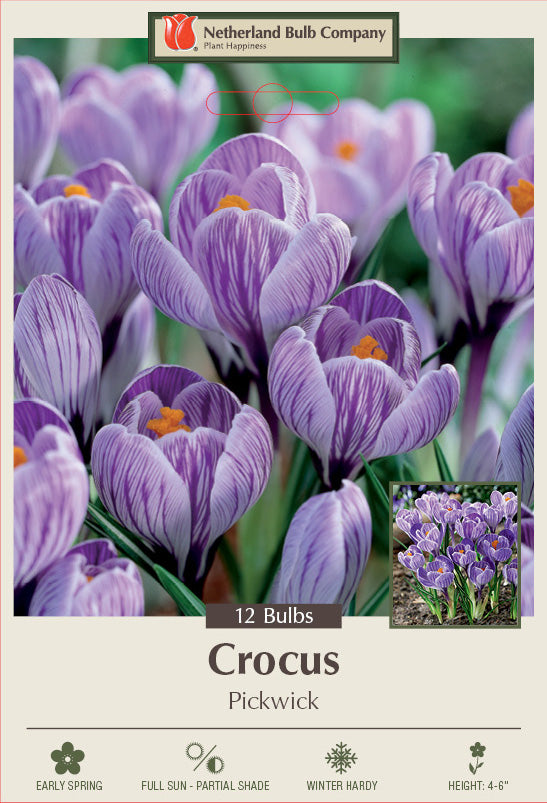 Netherland Bulb Company Large Flowering Crocus 'Pickwick' (12 Bulbs)