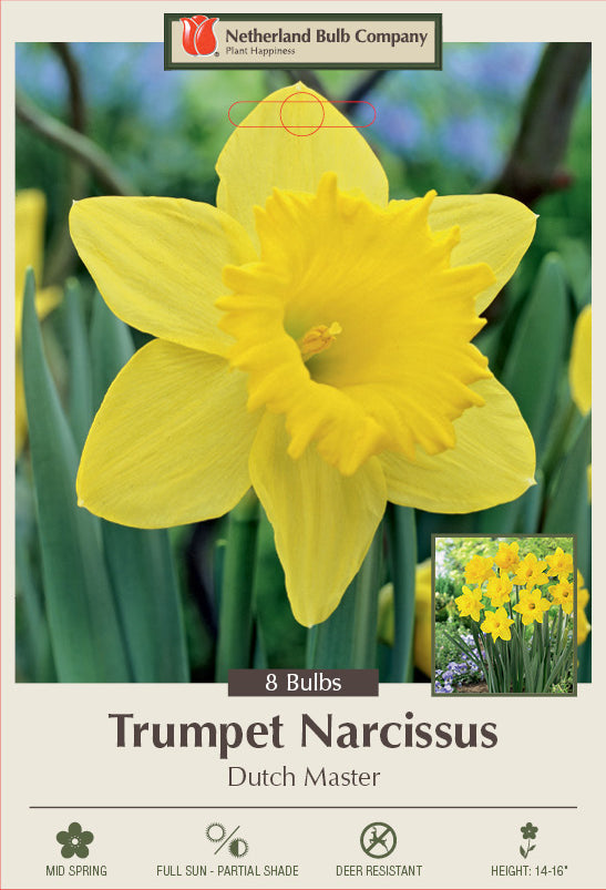 Netherland Bulb Company  Trumpet  Daffodil Narcissus 'Dutch Master' (8 Bulbs)