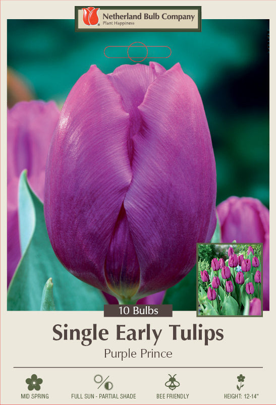 Netherland Bulb Company Single Early Tulips 'Purple Prince' (10 Bulbs)