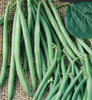 POLE BEAN BLUE LAKE FM1