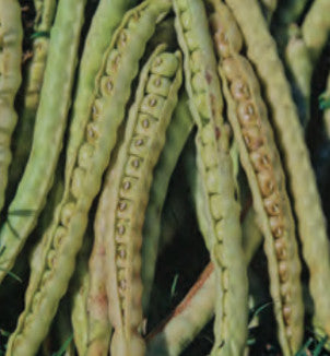 COWPEA C.T. DIMPLED BROWN CROWDER