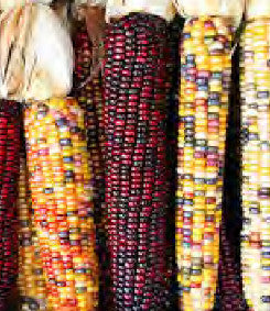 ORNAMENTAL CORN INDIAN