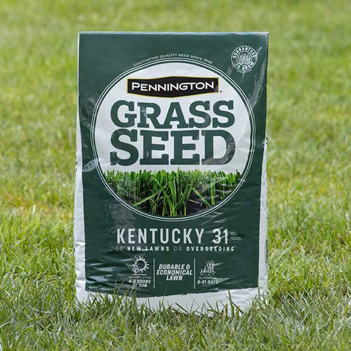 Pennington Kentucky 31 Tall Fescue Grass Seed