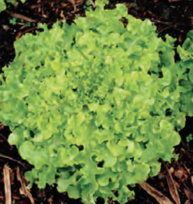 LETTUCE SALAD BOWL