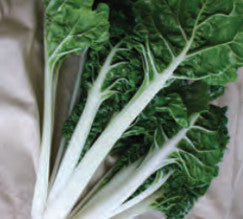 SWISS CHARD SILVERADO