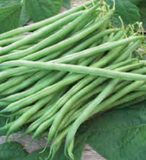 BUSH BEAN TENDERETTE