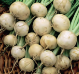 TURNIP WHITE LADY HYBRID