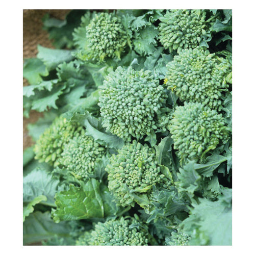 BROCCOLI GREEN SPROUTING CALABRESE