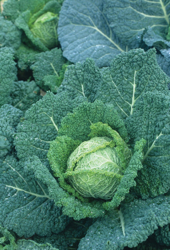 CABBAGE SAVOY PERFECTION