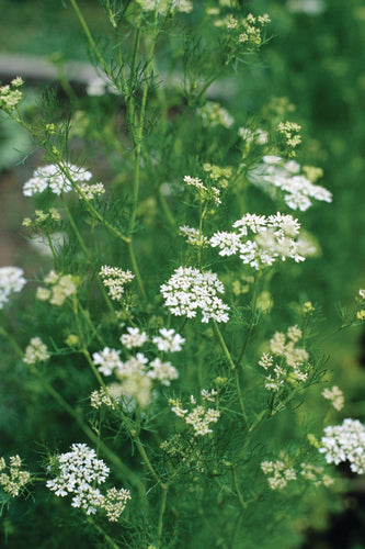 HERB CORIANDER