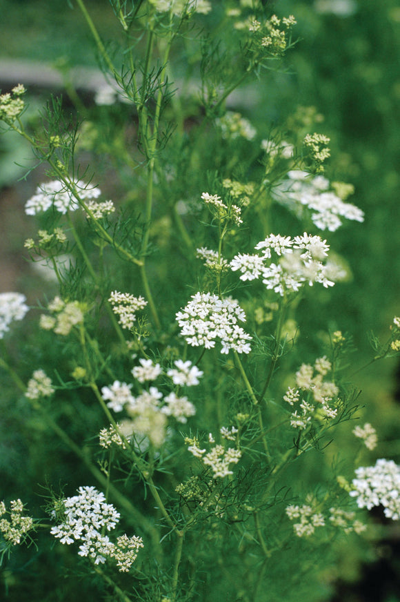 HERB CORIANDER