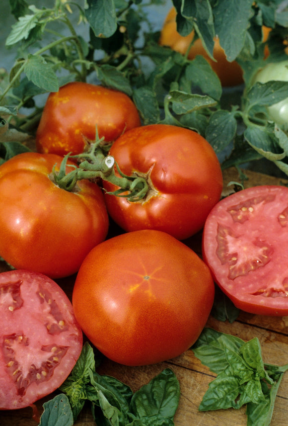 TOMATO HOMESTEAD