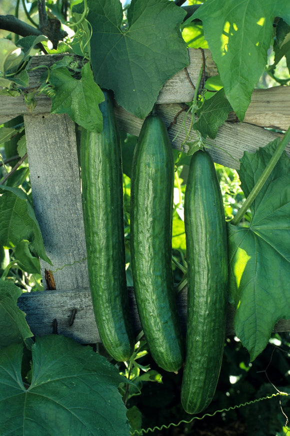 CUCUMBER EARLY SPRING BURPLESS HYBRID