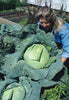 CABBAGE LATE FLAT DUTCH