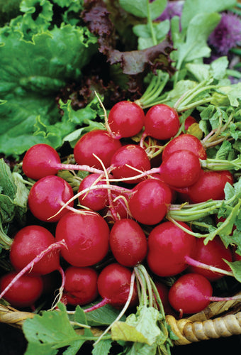 RADISH SCARLET GLOBE