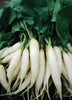 RADISH WHITE ICICLE