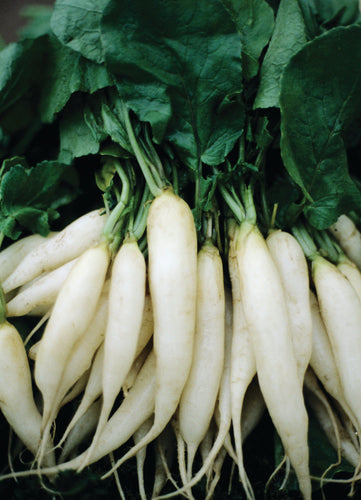 RADISH WHITE ICICLE