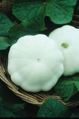 SQUASH EARLY WHITE BUSH