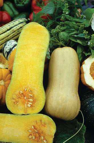 SQUASH BUTTERNUT