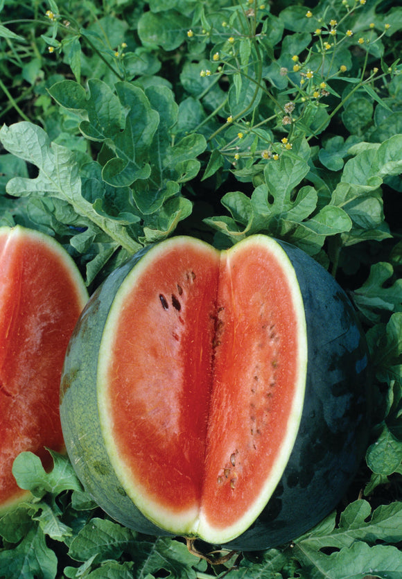 WATERMELON FLORIDA GIANT