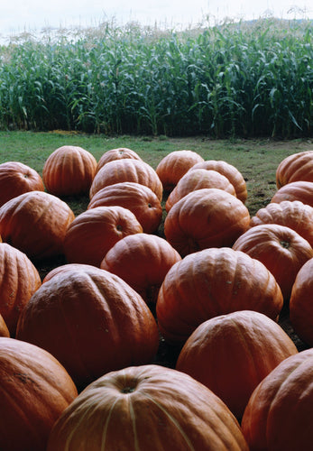 PUMPKIN DILL'S ATLANTIC GIANT