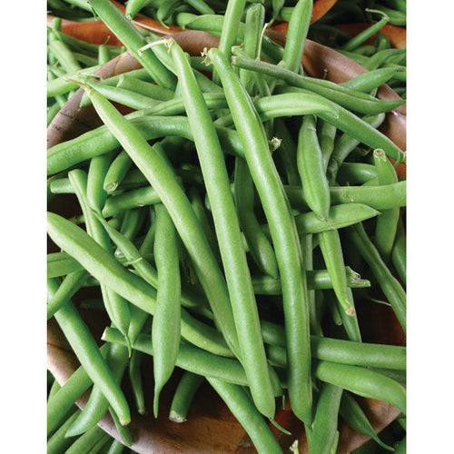 BUSH BEAN WHITE HALF RUNNER