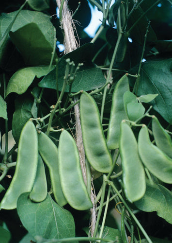 BUSH LIMA BEAN EARLY THOROGREEN