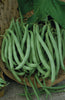 BUSH BEAN CONTENDER