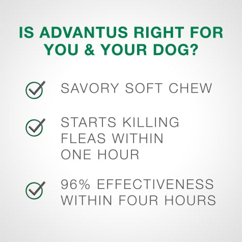 advantus® Small Dog Chew