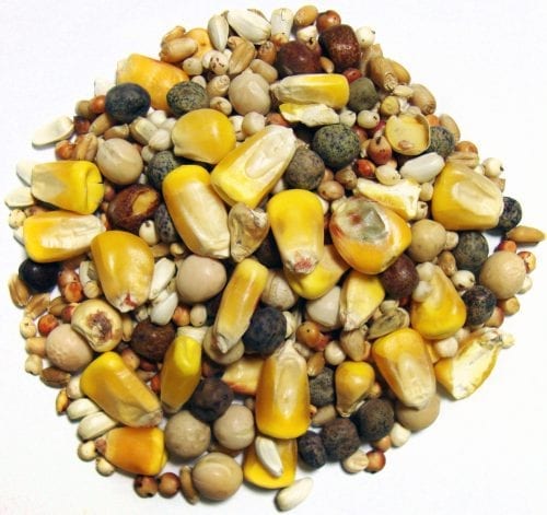F.M. Brown's Sons Brown's Developer Small Corn Seeds & Grains Dove & Pigeon Bird Food