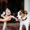 HuggleHounds Stuey Sock Monkey Rope Knottie®