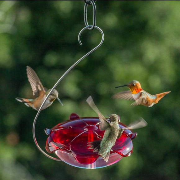 Droll Yankees® Ruby Sipper® Red Hanging Hummingbird Feeder, 5 oz. capacity