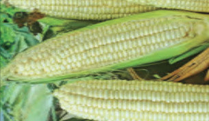 SWEETCORN GOLDEN QUEEN HYBRID