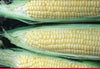 SWEETCORN ILLINI XTRA SWEET HYBRID