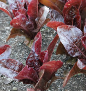 LETTUCE RED ROMAINE