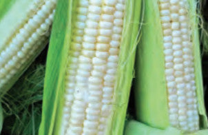 SWEETCORN SILVER KING HYBRID